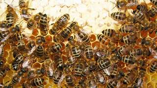 Welsh Park Considers Using Bees as Sentries